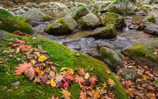 石头青苔水边落叶小溪