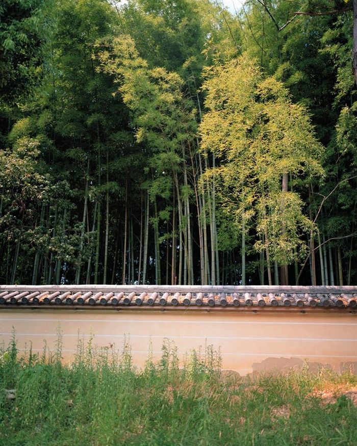 围墙里的竹林