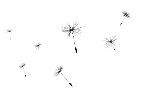 蒲公英免抠(535x331)
