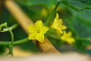 黄色的黄瓜花