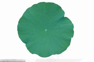 一片完整的荷叶图片