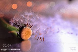 唯美蒲公英鲜花图片