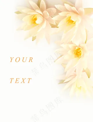 唯美花朵背景图片