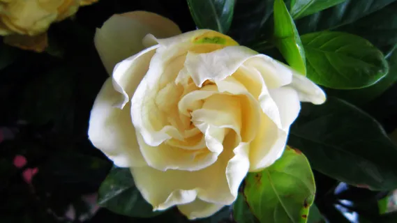 白色栀子花图片 白色栀子花图片