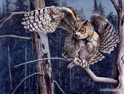 夜晚出来捕猎的猫头鹰野生动物图片