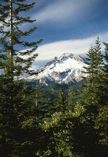 天空下越过松树林的雪山