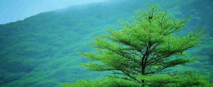 绿色树冠，绿色森林山脉，春天摄影图(1712x704)