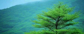 绿色树冠，绿色森林山脉，春天摄影图