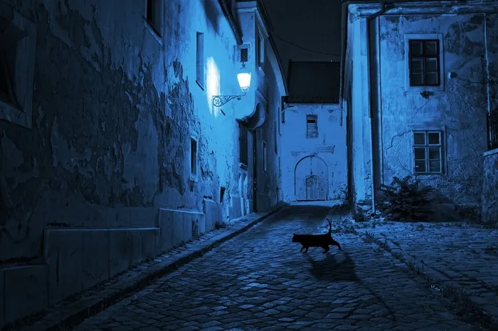 在楼外行走的小黑猫