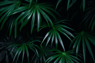 黑暗下的绿色植物叶子摄影图