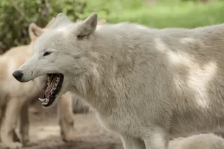 狼野生动物原生动物园深林狼