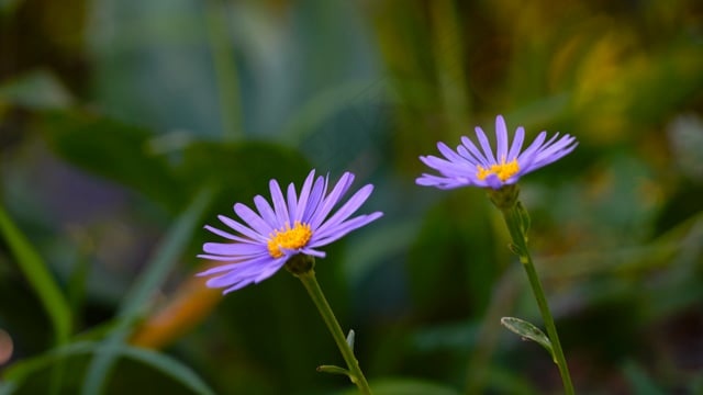 花朵, 花瓣, 风, 蒿, 野花, 昆虫, 自然