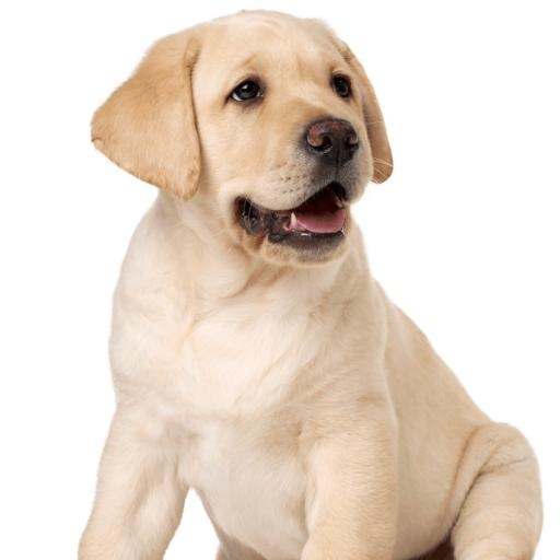 拉布拉多犬 PNG免抠(600x600)