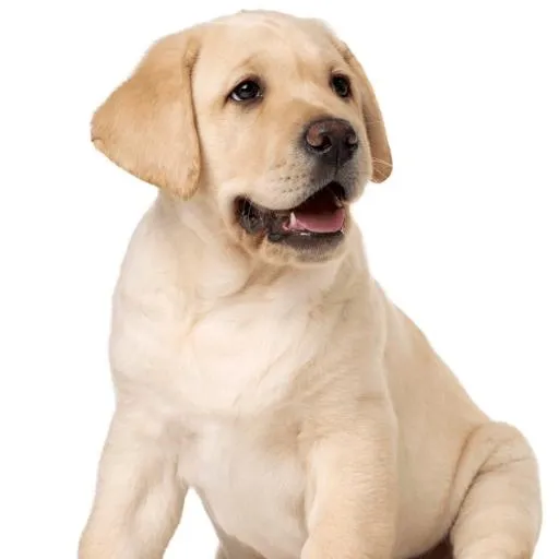 拉布拉多犬 PNG免抠(600x600)