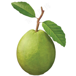 番石榴免抠素材 (35)