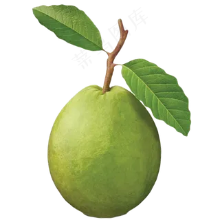 番石榴免抠素材 (35)