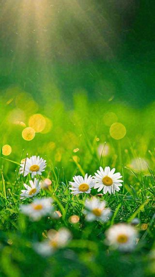 春天夏天草地绿叶小花阳光温馨，春分惊蛰谷雨摄影图