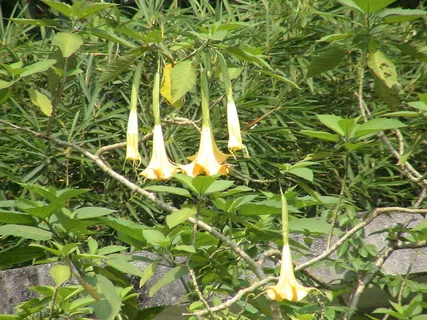 曼陀罗花图片素材 曼陀罗花图片素材