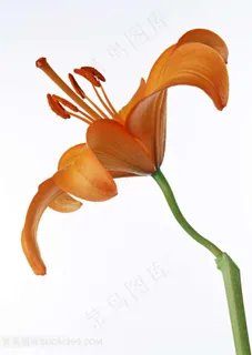 百合花素材图片