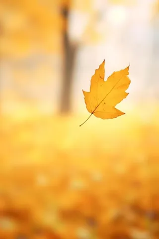 秋天落叶秋叶黄色背景