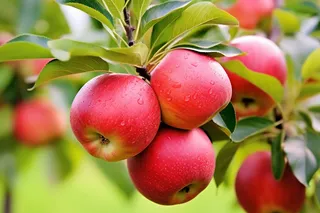 苹果果树树枝摄影图