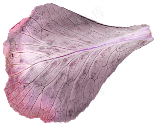 花瓣花朵免扣图片  