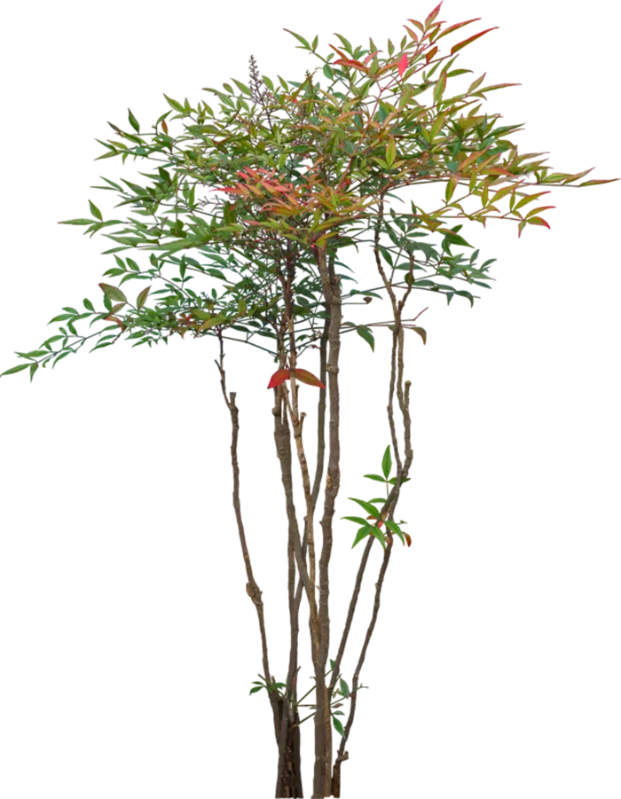 树木树枝树叶免扣素材