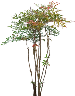 树木树枝树叶免扣素材