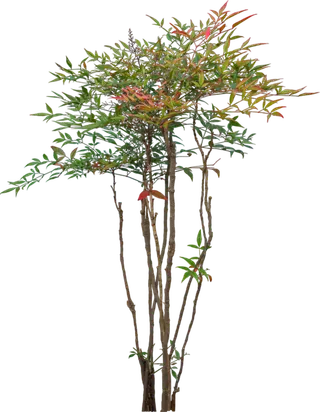 树木树枝树叶免扣素材