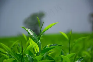 美丽的茶山茶园景色图