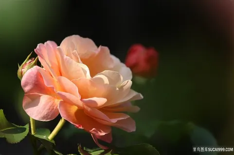 娇艳的玫瑰花摄影 娇艳的玫瑰花摄影