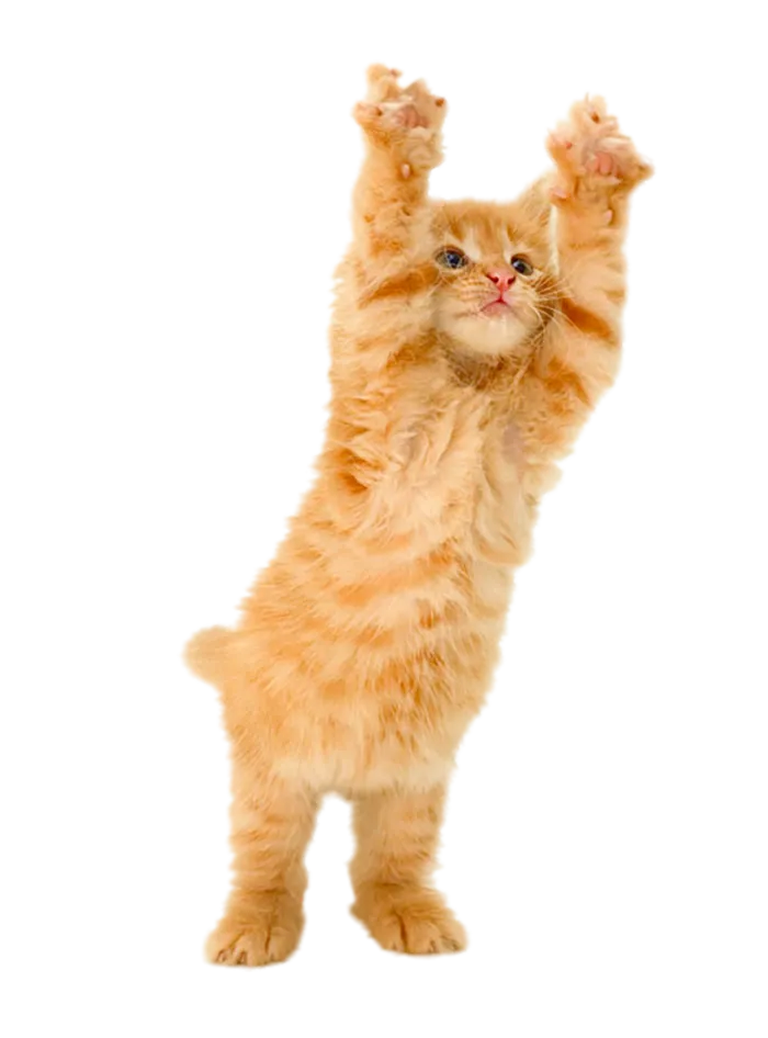 熊猫小猫猫咪