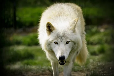 凶猛的白狼图片 凶猛的白狼图片