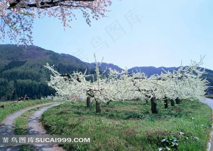 山水剪影盛开的花