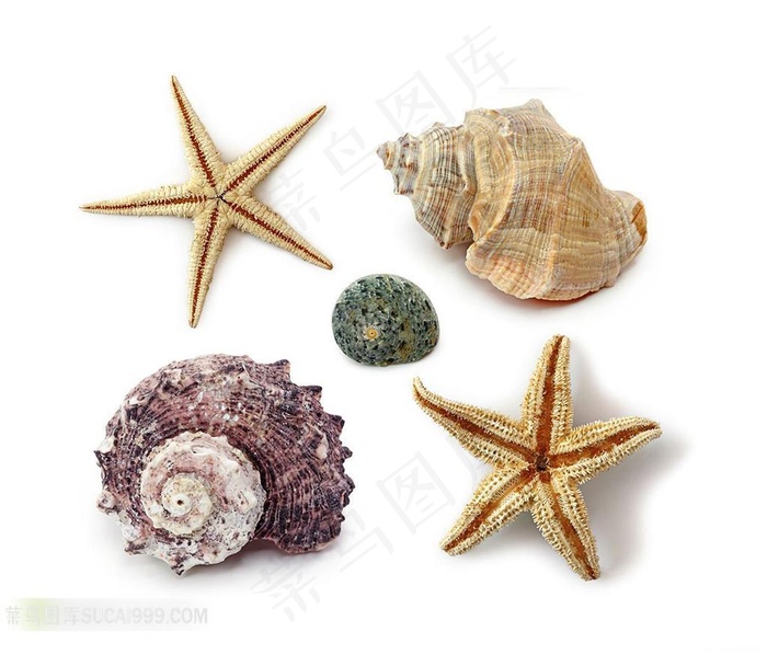 海星及海螺