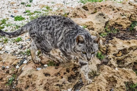 一只野猫图片 一只野猫图片