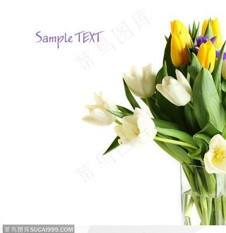 漂亮的花荷兰名花郁金香