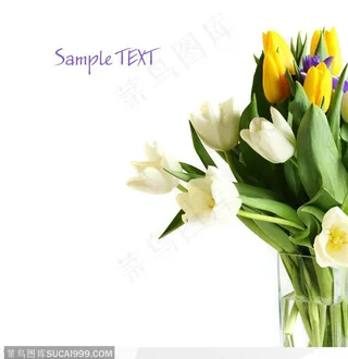 漂亮的花荷兰名花郁金香