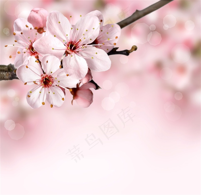 唯美桃花图片