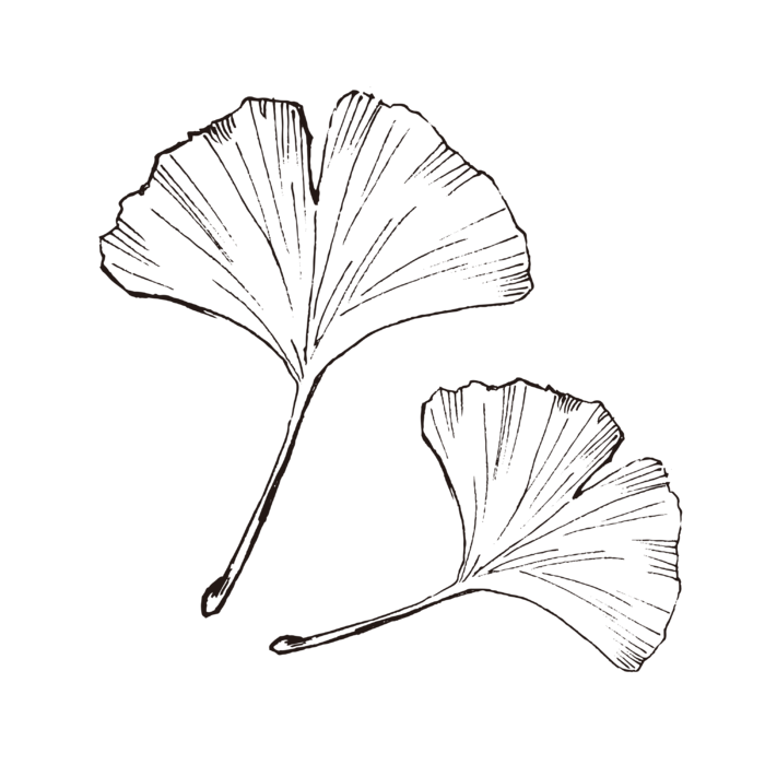 线条草本花卉手绘植物-银杏页