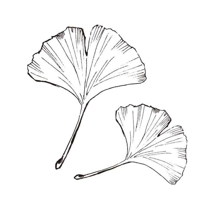 线条草本花卉手绘植物-银杏页