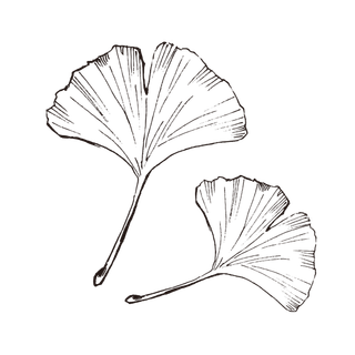 线条草本花卉手绘植物-银杏页