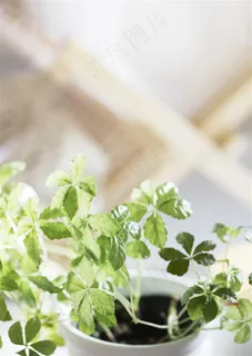 盆栽高清图片