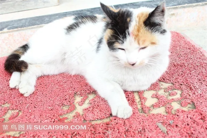 躺着地毯上的猫