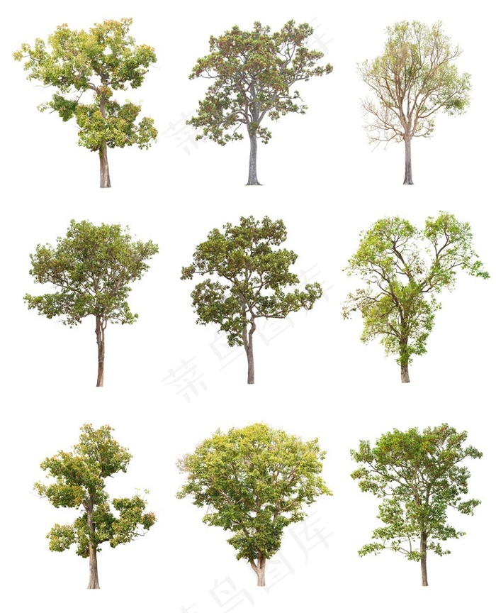 多种大树树木植物素材高清图