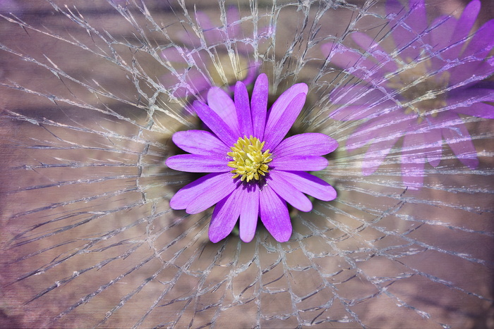 银莲花的图片