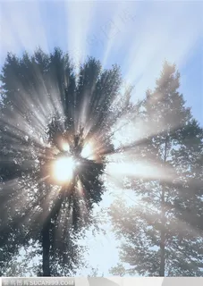 美丽天空-阳光透过的树阴