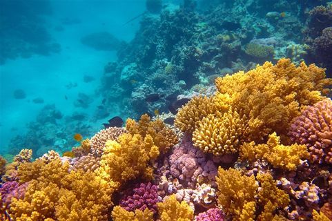 水底下的珊瑚礁等海洋生物高清图片