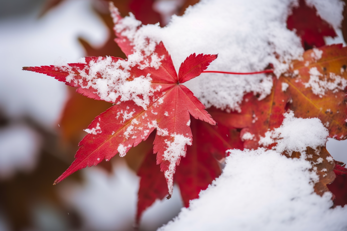 冬季雪压枫叶枝条雪景摄影图