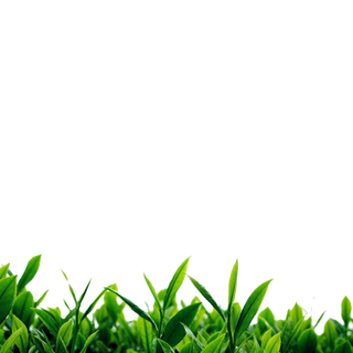 春茶上市茶叶免扣元素